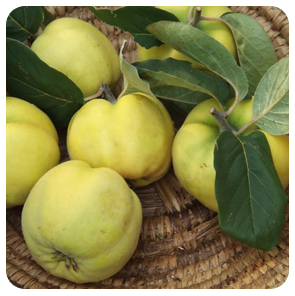 mela cotogna monteveglio