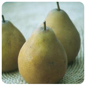 pera butirra monteveglio